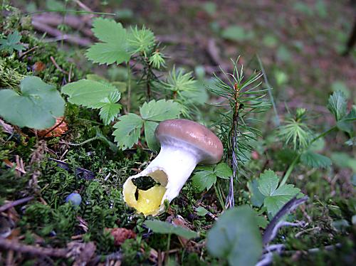 sliziak mazlavý Gomphidius glutinosus (Schaeff.) Fr.