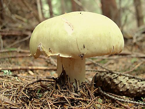 plávka trávovozelená Russula aeruginea Lindbl. ex Fr.