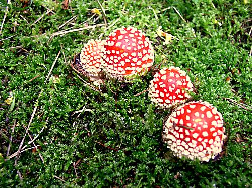 muchotrávka červená Amanita muscaria (L.) Lam.