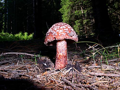 muchotrávka červenkastá Amanita rubescens Pers.