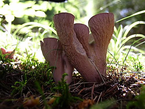 lievikovec kyjakovitý Gomphus clavatus (Pers.) Gray