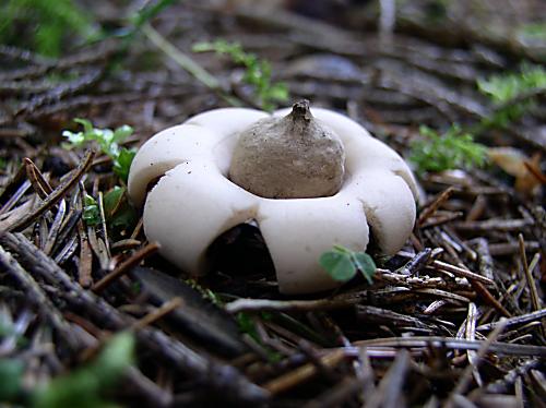 hviezdovka strapkatá Geastrum fimbriatum Fr.