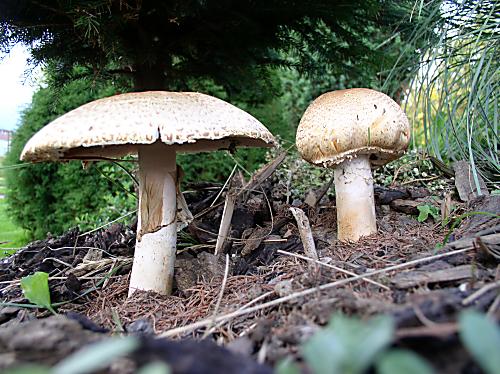 pečiarka obrovská Agaricus augustus Fr.