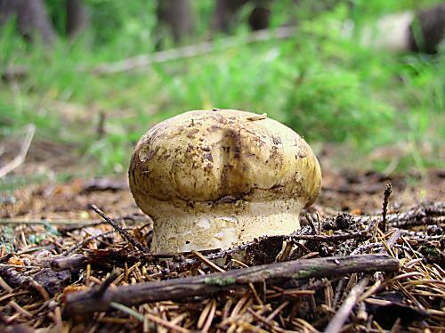 náramkovka cisárska Catathelasma imperiale (P. Karst.) Singer