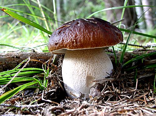 hríb sosnový Boletus pinophilus Pil. et Dermek in Pil.