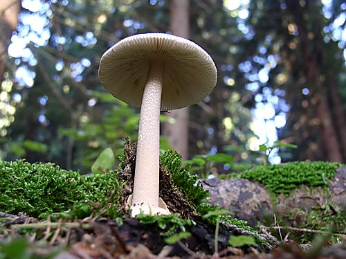 muchotrávka Amanita sp.