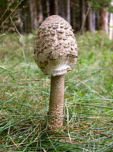 bedľa vysoká Macrolepiota procera (Scop.) Singer