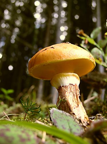 masliak smrekovcový Suillus grevillei (Klotzsch) Singer