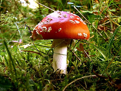 muchotrávka červená Amanita muscaria (L.) Lam.