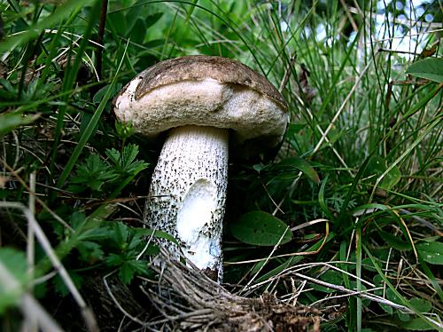 kozák brezový Leccinum scabrum (Bull.) Gray