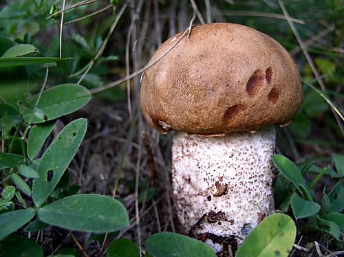 kozák osikový Leccinum albostipitatum den Bakker & Noordel.