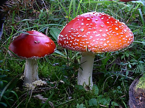 muchotrávka červená Amanita muscaria (L.) Lam.