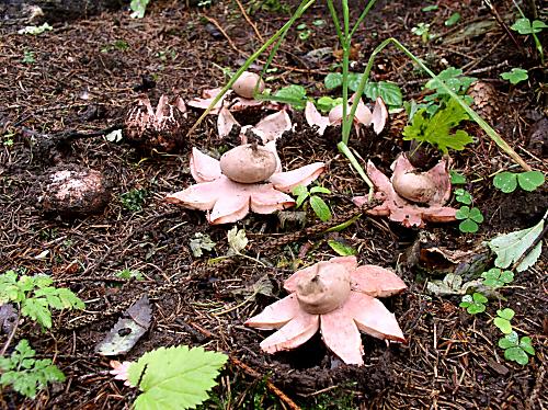 hviezdovka červenkastá Geastrum rufescens Pers.