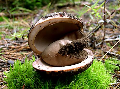 hviezdovka červenkastá Geastrum rufescens Pers.