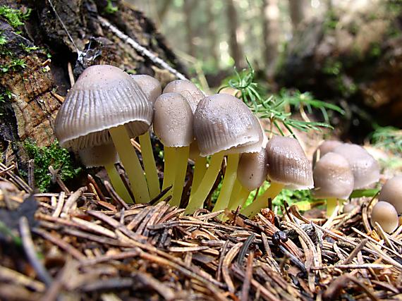 prilbička slizká drevená Mycena epipterygia var. lignicola A.H. Sm.