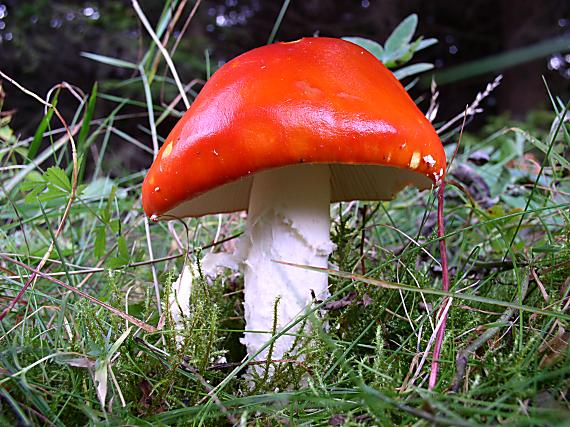 muchotrávka červená holá Amanita muscaria var. aureola (Kalchbr.) Quél.