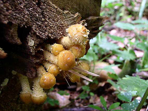 šupinovka slizká Pholiota adiposa (Batsch) P. Kumm.