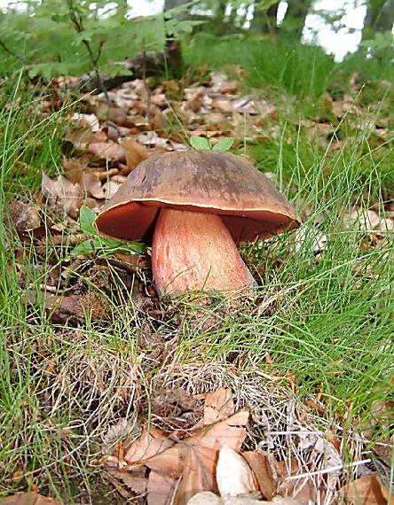 hřib kovář Sutorius luridiformis (Rostk.) G. Wu & Zhu L. Yang