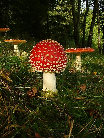 muchomůrka červená Amanita muscaria (L.) Lam.