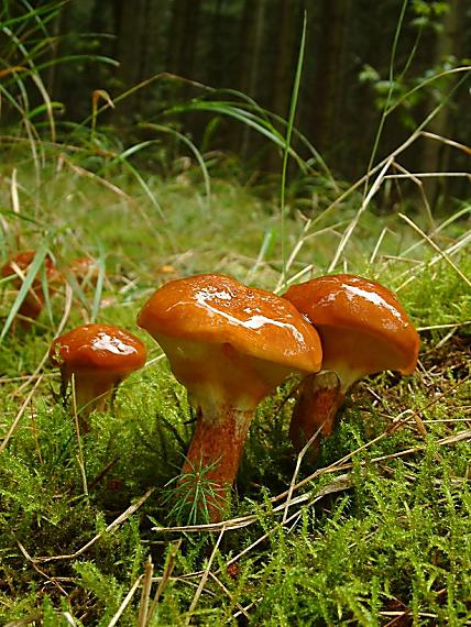 klouzek sličný Suillus grevillei (Klotzsch) Singer