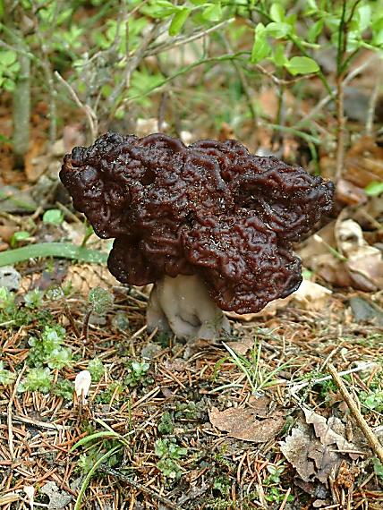 ucháč obecný Gyromitra esculenta (Pers.) Fr.