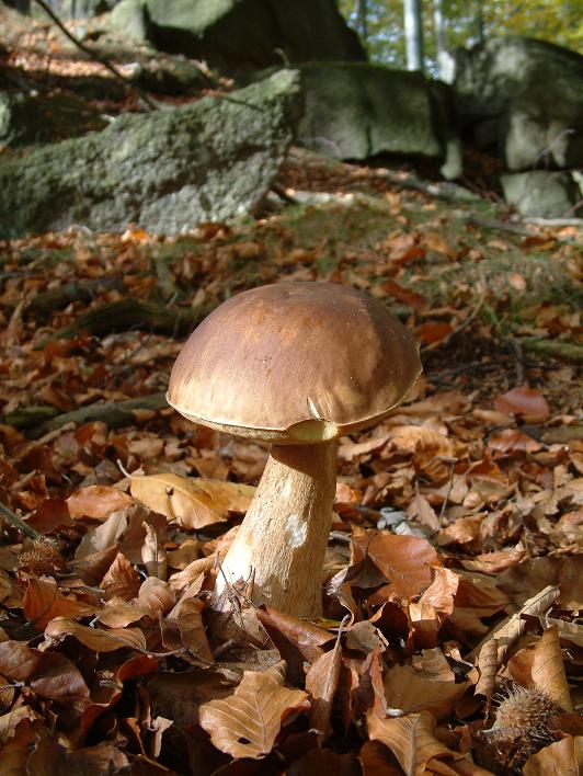 hřib dubový Boletus reticulatus Schaeff.