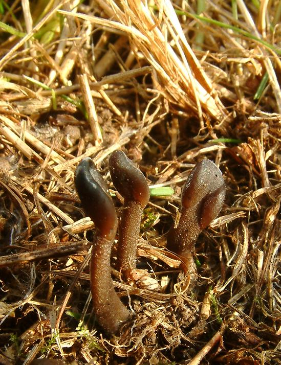 jazýček šupinkatý Geoglossum fallax E.J. Durand