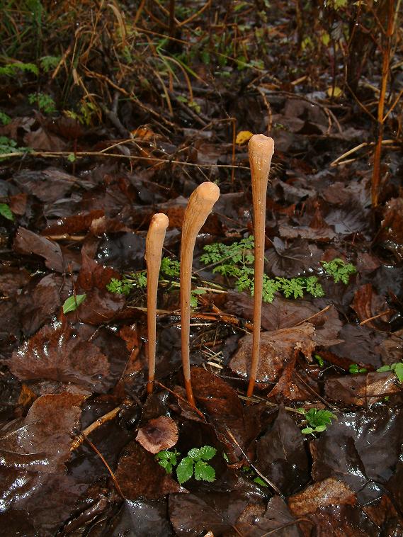 kyj rourkovitý Macrotyphula fistulosa (Holmsk.) R.H. Petersen