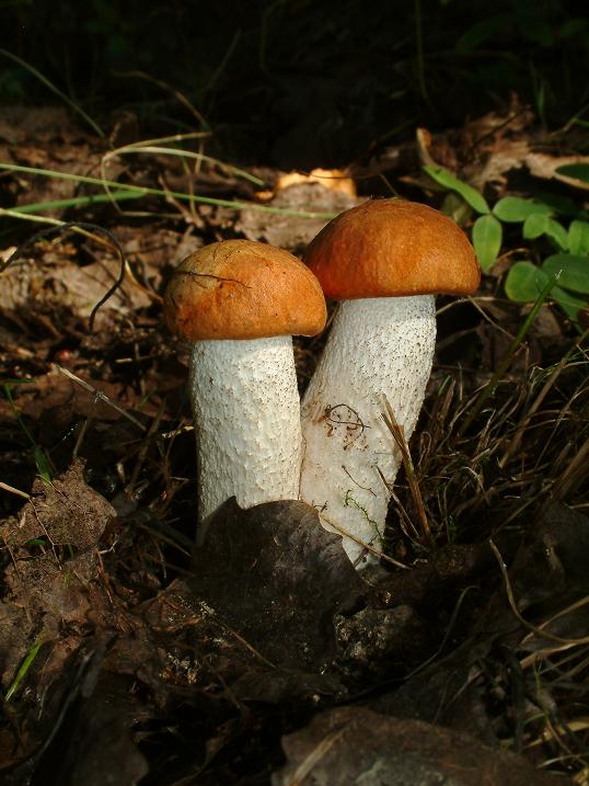 křemenáč osikový Leccinum albostipitatum den Bakker & Noordel.