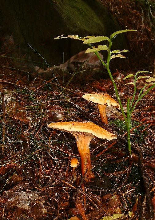 lištička pomerančová Hygrophoropsis aurantiaca (Wulfen) Maire