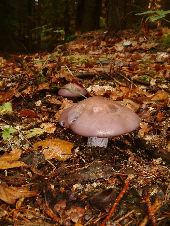 čirůvka fialová Lepista nuda (Bull.) Cooke