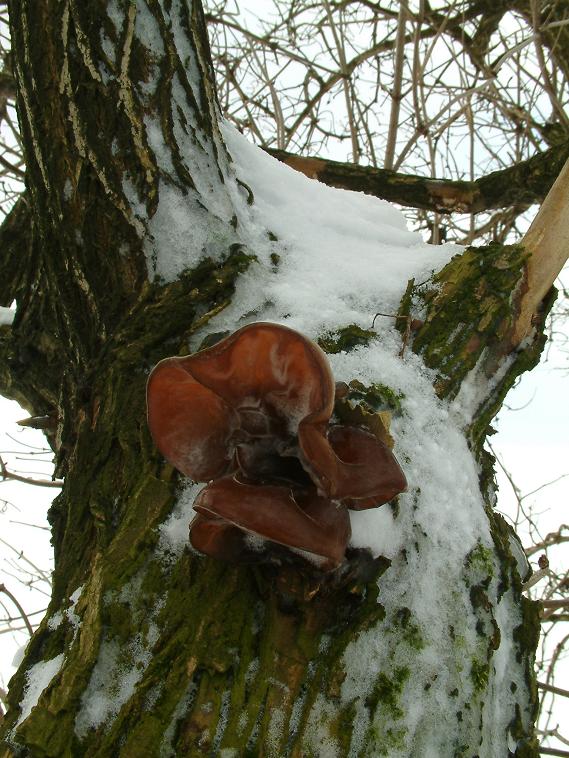 ucho Jidášovo Auricularia auricula-judae (Bull.) Quél.