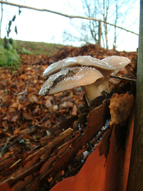 hlíva ústřičná Pleurotus ostreatus (Jacq.) P. Kumm.