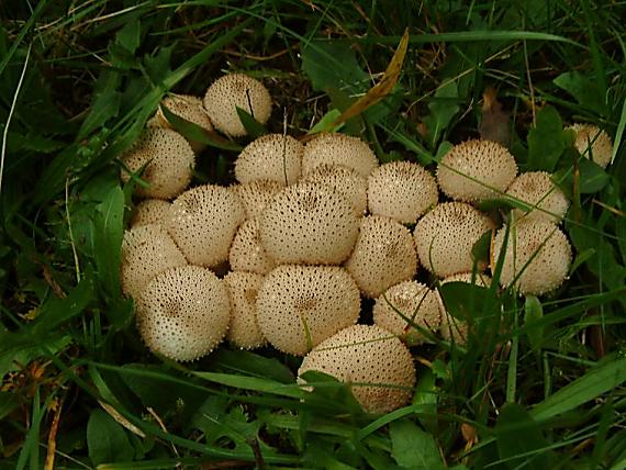 pýchavka obecná Lycoperdon perlatum Pers.