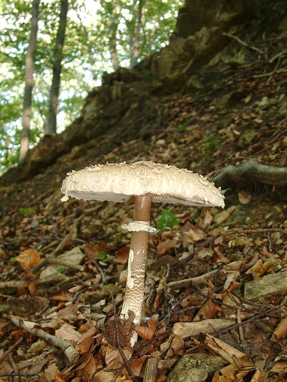 bedľa vysoká Macrolepiota procera (Scop.) Singer