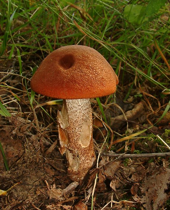 kozák dubový Leccinum aurantiacum (Bull.) Gray