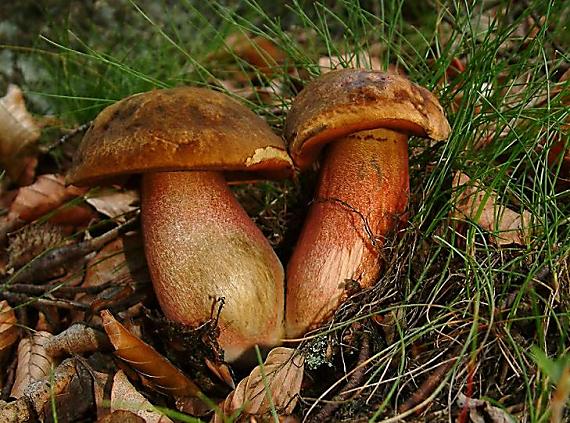 hřib kovář Sutorius luridiformis (Rostk.) G. Wu & Zhu L. Yang