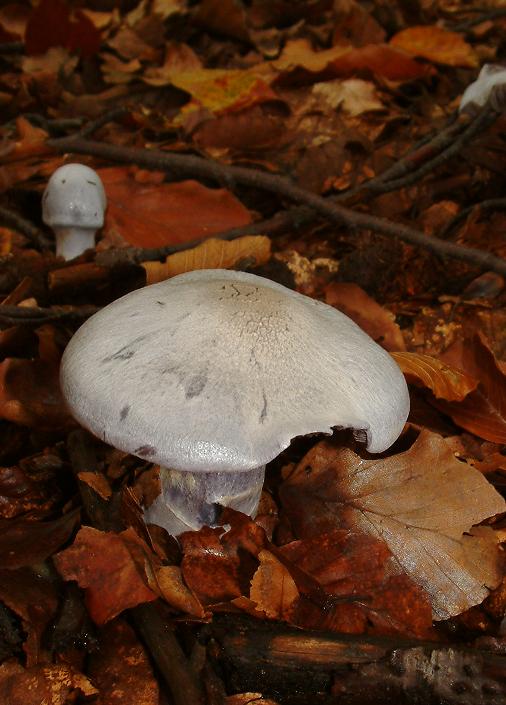 pavučinec modrý Cortinarius caerulescens (Schaeff.) Fr.