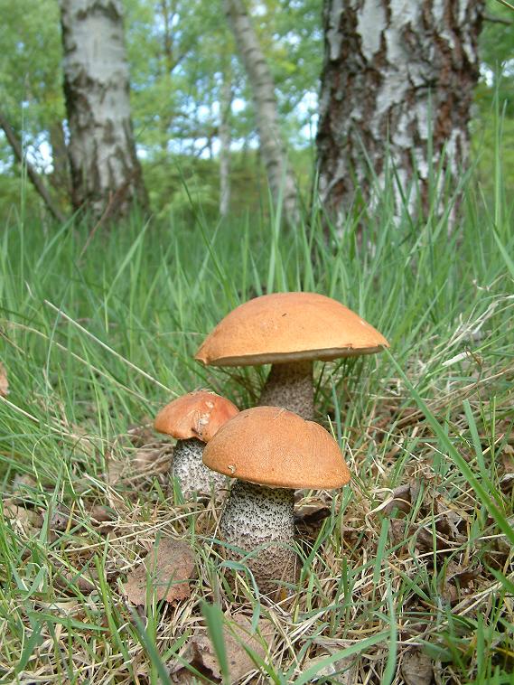 křemenáč březový Leccinum versipelle (Fr. & Hök) Snell