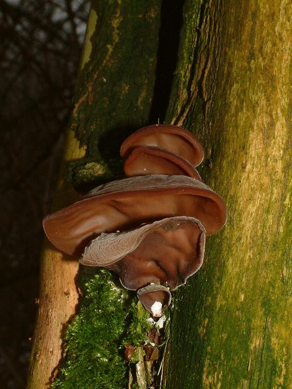 ucho Jidášovo Auricularia auricula-judae (Bull.) Quél.