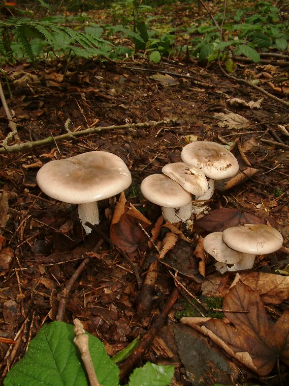 strmělka mlženka Clitocybe nebularis (Batsch) P. Kumm.