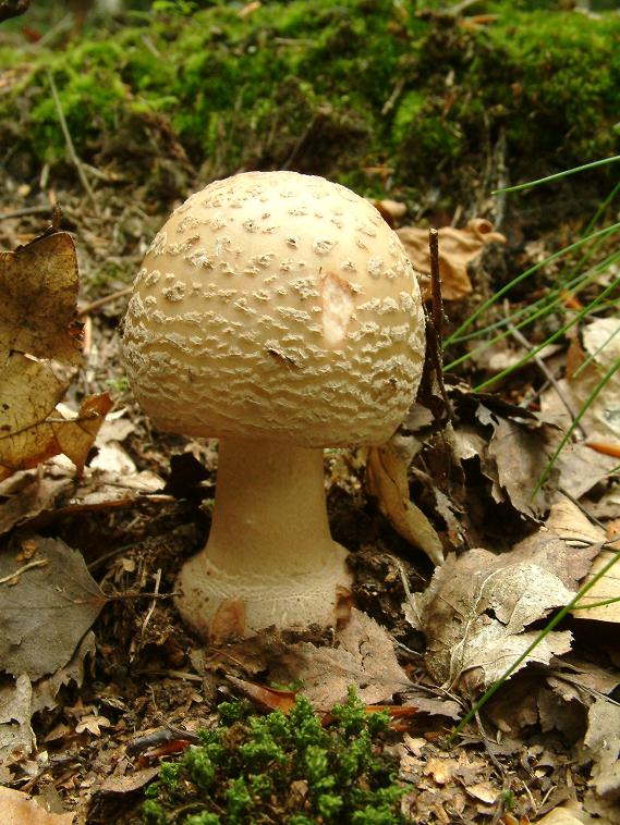 muchomůrka růžovka Amanita rubescens Pers.