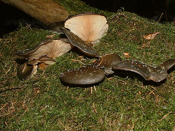 pařezník pozdní Sarcomyxa serotina (Pers.) P. Karst.