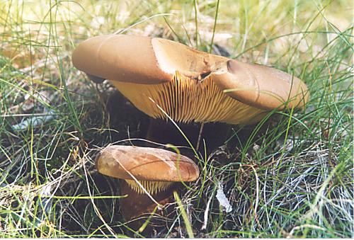 čechračka tmavohlúbiková Tapinella atrotomentosa (Batsch) Šutara