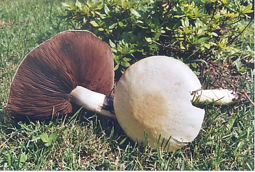 pečiarka Agaricus sp.