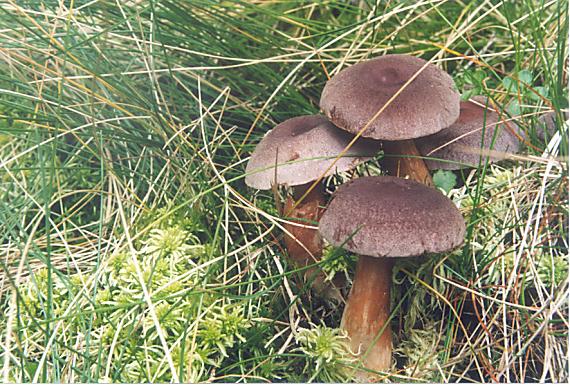 rýdzik Lactarius sp.