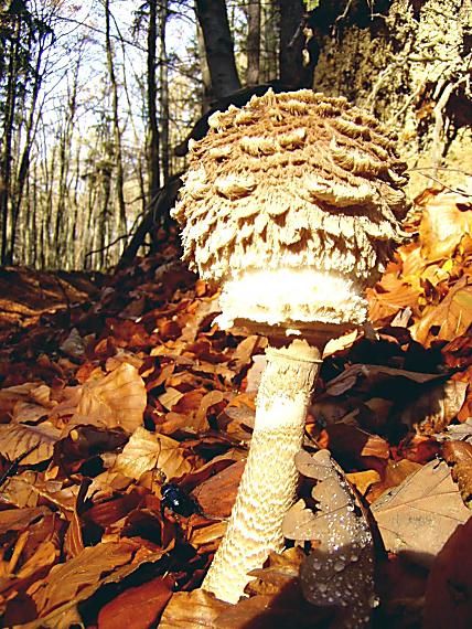 bedľa vysoká Macrolepiota procera (Scop.) Singer