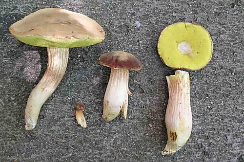 suchohríb plstnaty Boletus subtomentosus L.