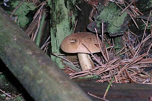 podhríb žlčový Tylopilus felleus (Bull.) P. Karst.