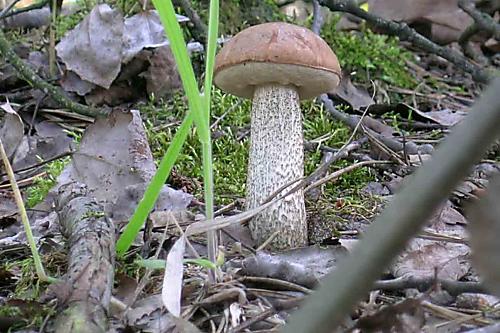 kozák brezový Leccinum scabrum (Bull.) Gray